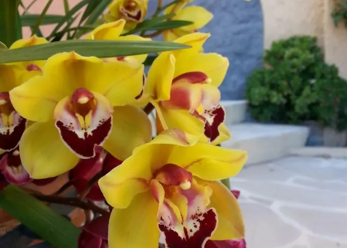 Les Citronniers D'azur וילה *